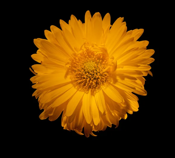 Bright yellow flower isolated on black — Stock Photo, Image