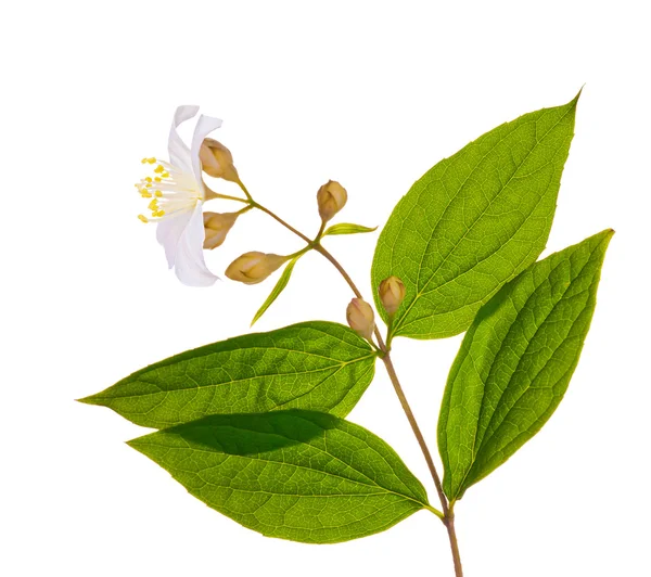 Υποκατάστημα με γιασεμί λευκό λουλούδι — Φωτογραφία Αρχείου