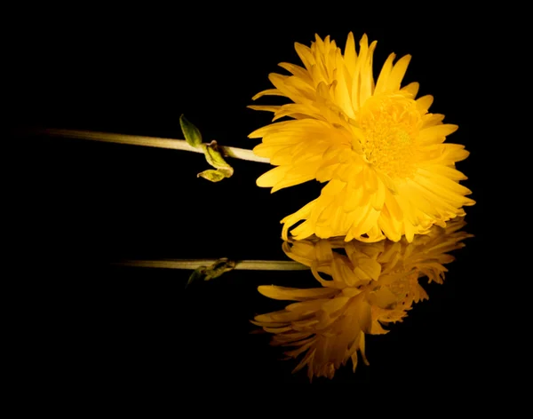 Žlutý květ s odrazem na černém pozadí — Stock fotografie