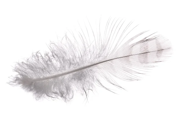 White feather with grey strips — Stock Photo, Image