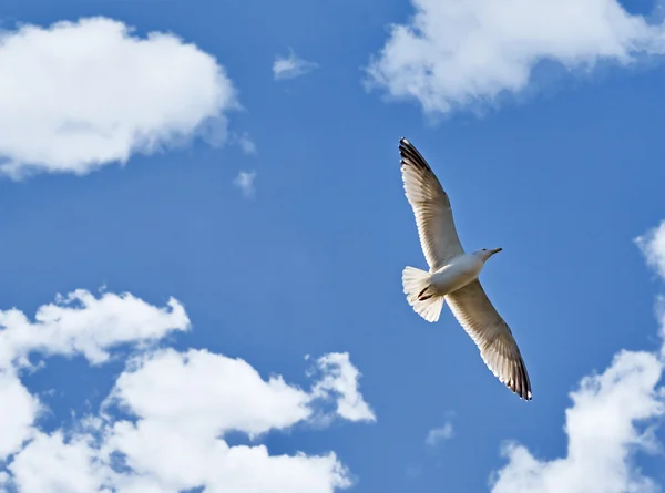 Чайка в небе с облаками — стоковое фото