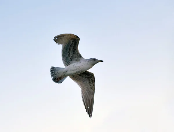 Большая чайка в небе — стоковое фото