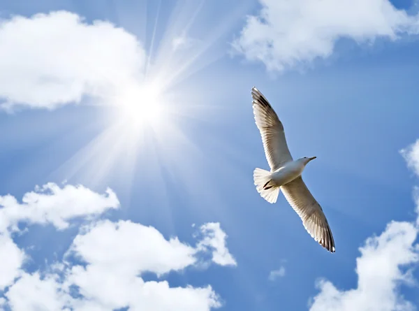 Seagull under bright sun — 图库照片