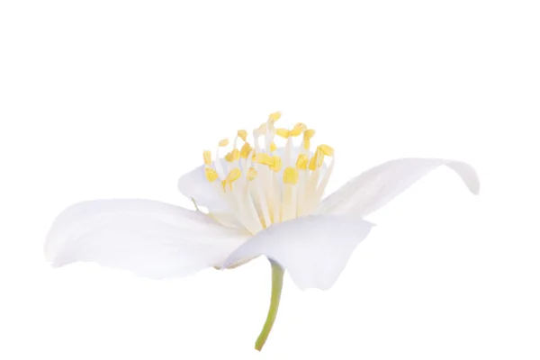 Witte jasmin geïsoleerde enkelvoudige bloem — Stockfoto