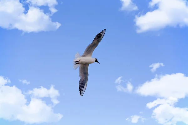 Gökyüzü bulutlu martı — Stok fotoğraf