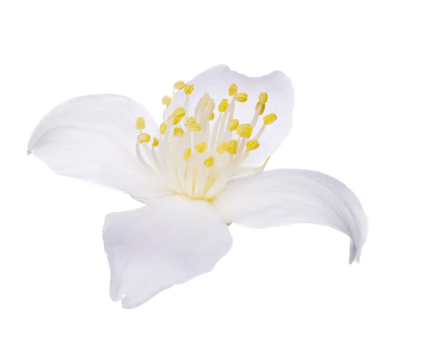 Απομονώνονται σε λευκό γιασεμί λουλούδι — Φωτογραφία Αρχείου