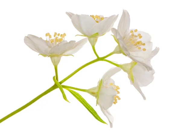 Cinq grandes fleurs de jasmin — Photo