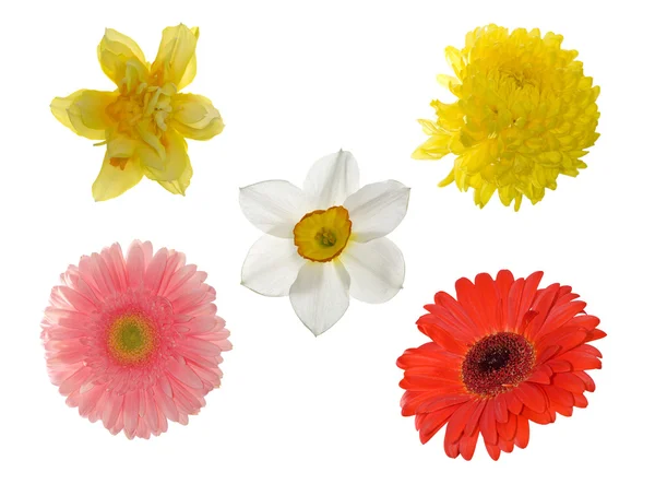 Cinco flores do jardim — Fotografia de Stock