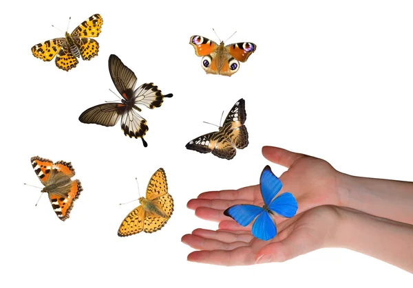 Woman hands and butterflies — Stock Photo, Image