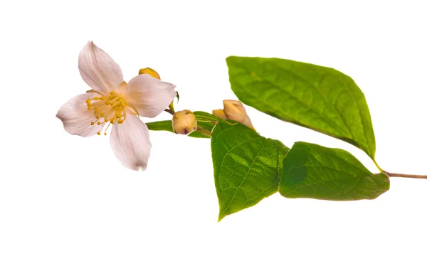 Vit jasmin blomma med blad — Stockfoto