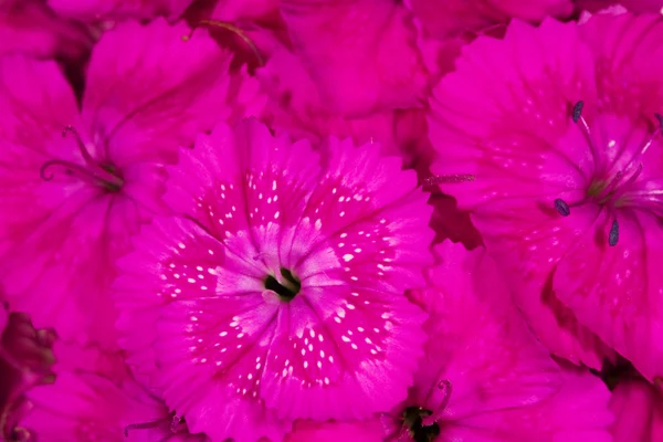 Malé růžové květinové pozadí — Stock fotografie
