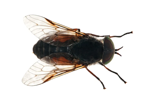 Grande gadfly isolado em branco — Fotografia de Stock