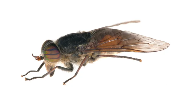 Isolado em grande gadfly branco — Fotografia de Stock