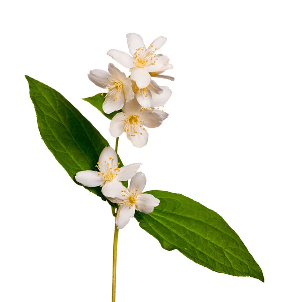 Isolated single jasmine branch — Stock Photo, Image