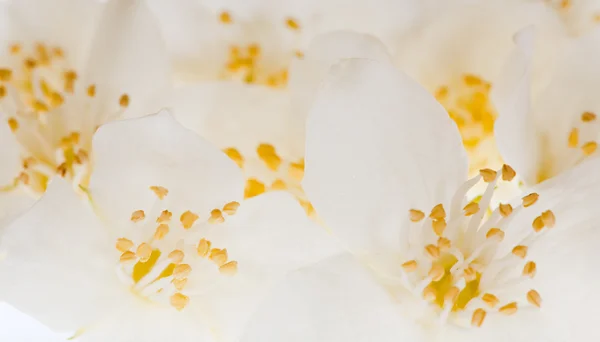White jasmine backround — Stock Photo, Image