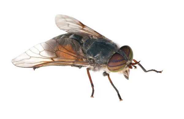 Grote gadfly met gestreepte ogen — Stockfoto