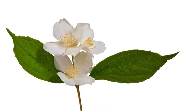 Branche de jasmin avec trois fleurs — Photo