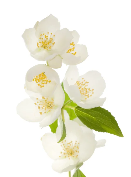 Vit jasmin blommor — Stockfoto