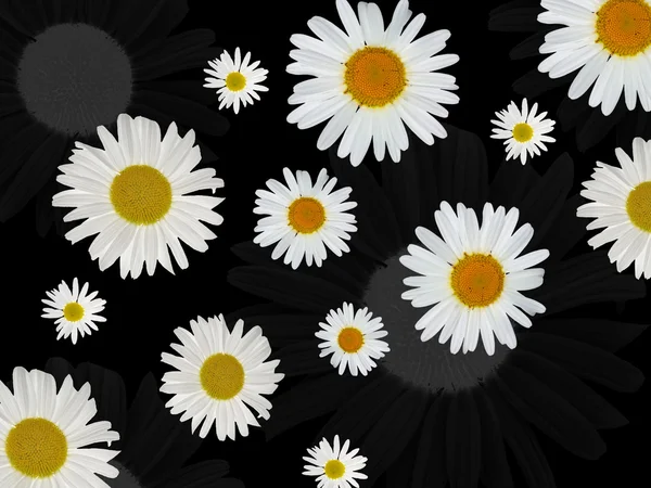 Fond avec des fleurs de camomille blanche — Photo