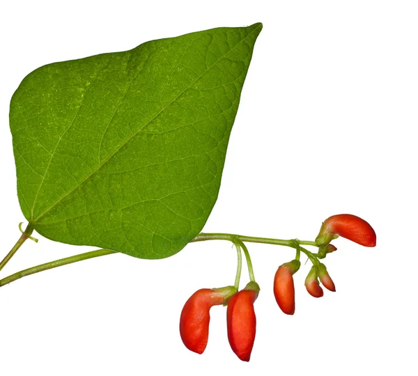 Orange haricot flowers and green leaf — Stock Photo, Image