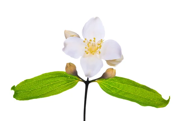 White jasmin flower with leaves — Stock Photo, Image