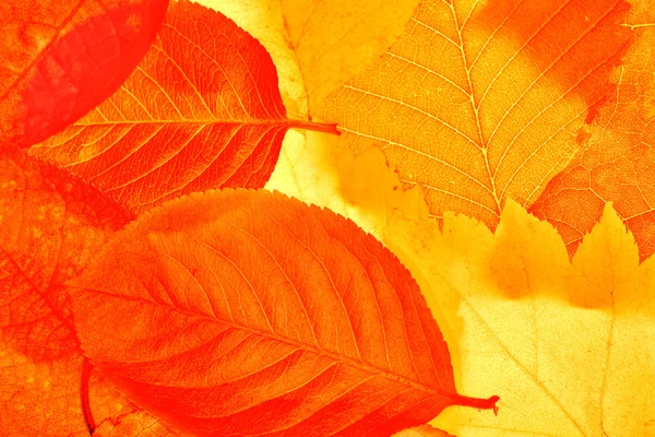 黄金と赤の葉の背景 — ストック写真