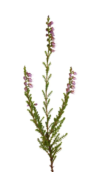 꽃을 가진 작은 히스 속의 식물 지점 — 스톡 사진