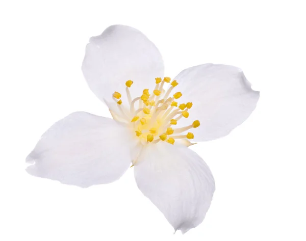 Jasmin enkelvoudige bloem op wit — Stockfoto