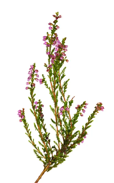 분홍색 꽃을 가진 작은 헤더 — 스톡 사진