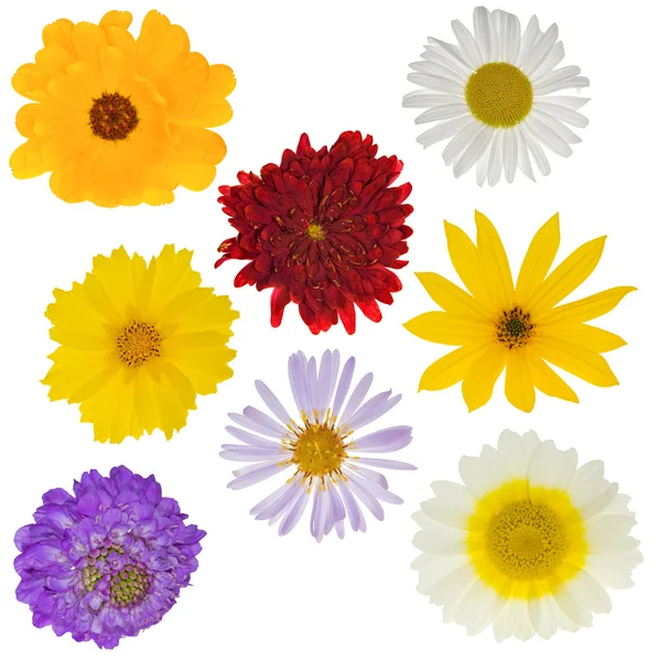 Eight garden flowers — Stock Photo, Image