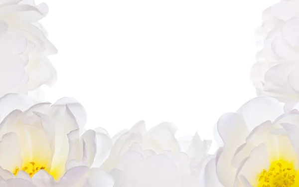 Virágok fele keret elszigetelt fehér fény — Stock Fotó