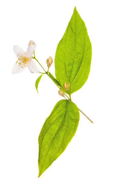 Ág egyetlen jasmin virág — Stock Fotó
