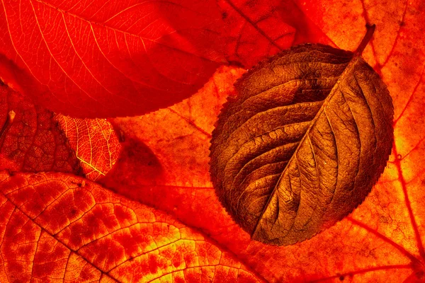 Grunge red leaves background — Stock Photo, Image