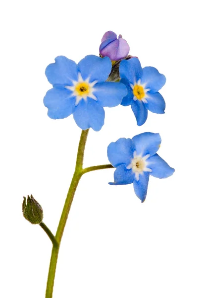 Forget-me-not single flower on white — Stock Photo, Image