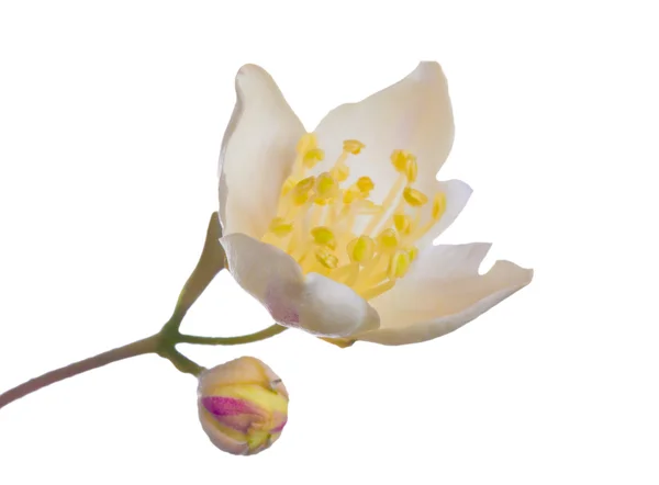 Semi-open jasmin flower on white — Stock Photo, Image