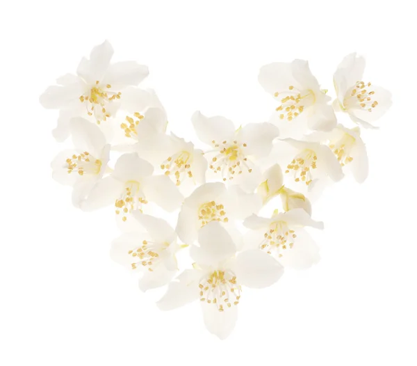Vit jasmin blomma hjärta — Stockfoto