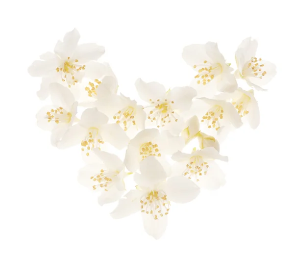 stock image White jasmine flower heart