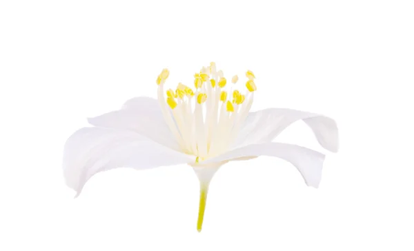 Isolado jasmim única flor — Fotografia de Stock