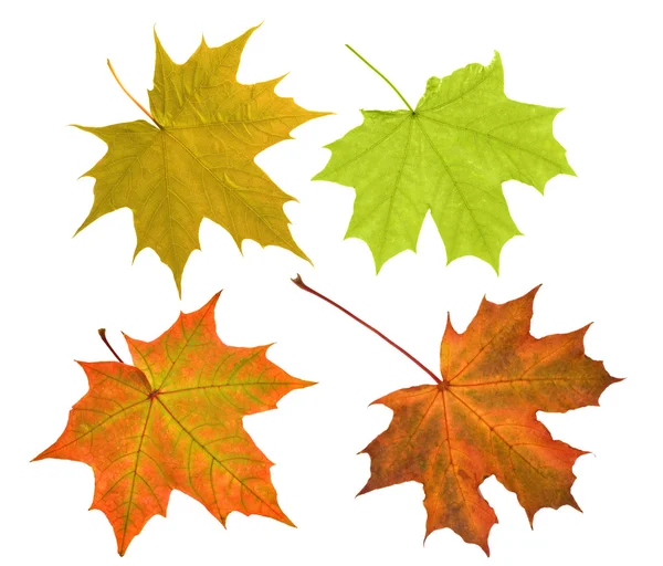 Four maple leaves isolated on whitee — Stock Photo, Image
