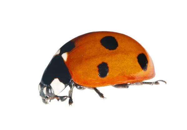 Six ponts ladybug isolated on white — Stock Photo, Image