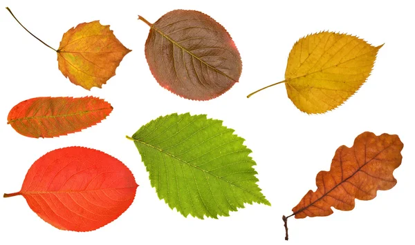 Siete hojas diferentes en blanco —  Fotos de Stock