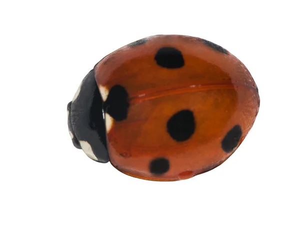 Seven ponts ladybug top view — Stock Photo, Image