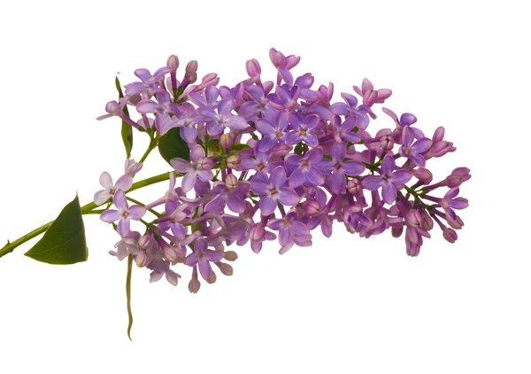 Isolated lilac branch — Stock Photo, Image