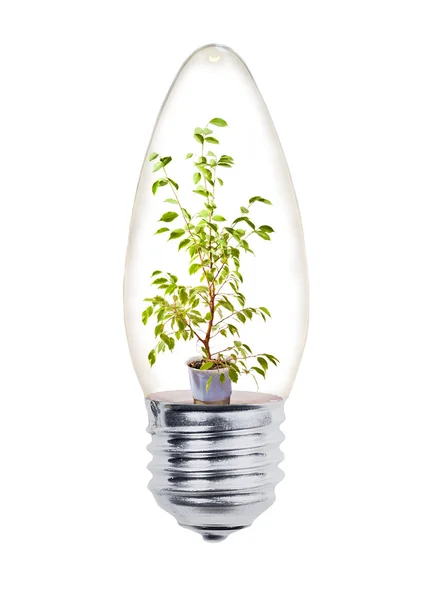 stock image Small green tree in bulb on white