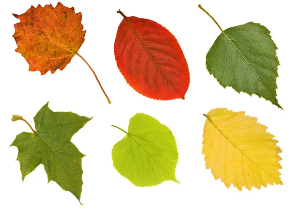 Six different leaves on white — Stock Photo, Image