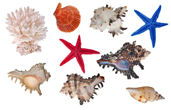 Sbírka izolovaných mořských bezobratlých — Stock fotografie