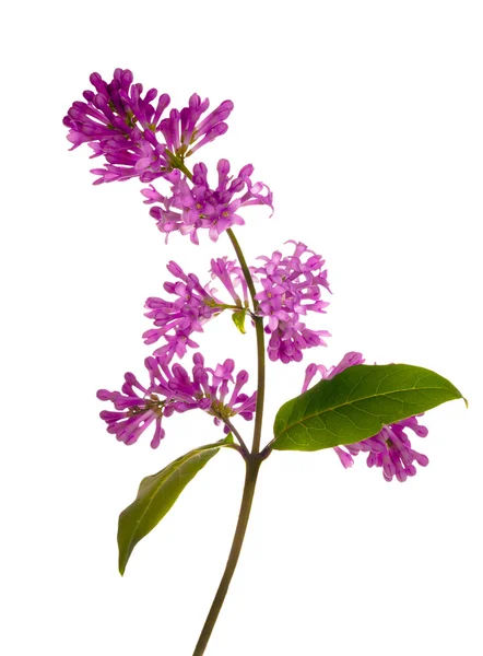 Bright lilac floral branch — Stock Photo, Image
