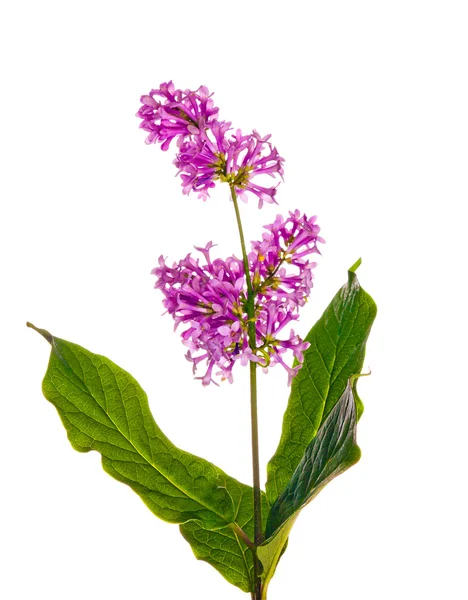 ダーク ライラック色の花の枝 — ストック写真