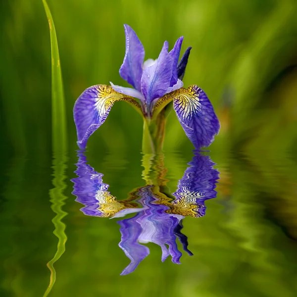 Iris fleur avec réflexion — Photo