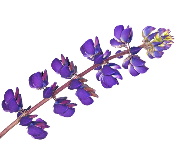 Donker blauwe lupine bloem geïsoleerd op wit — Stockfoto